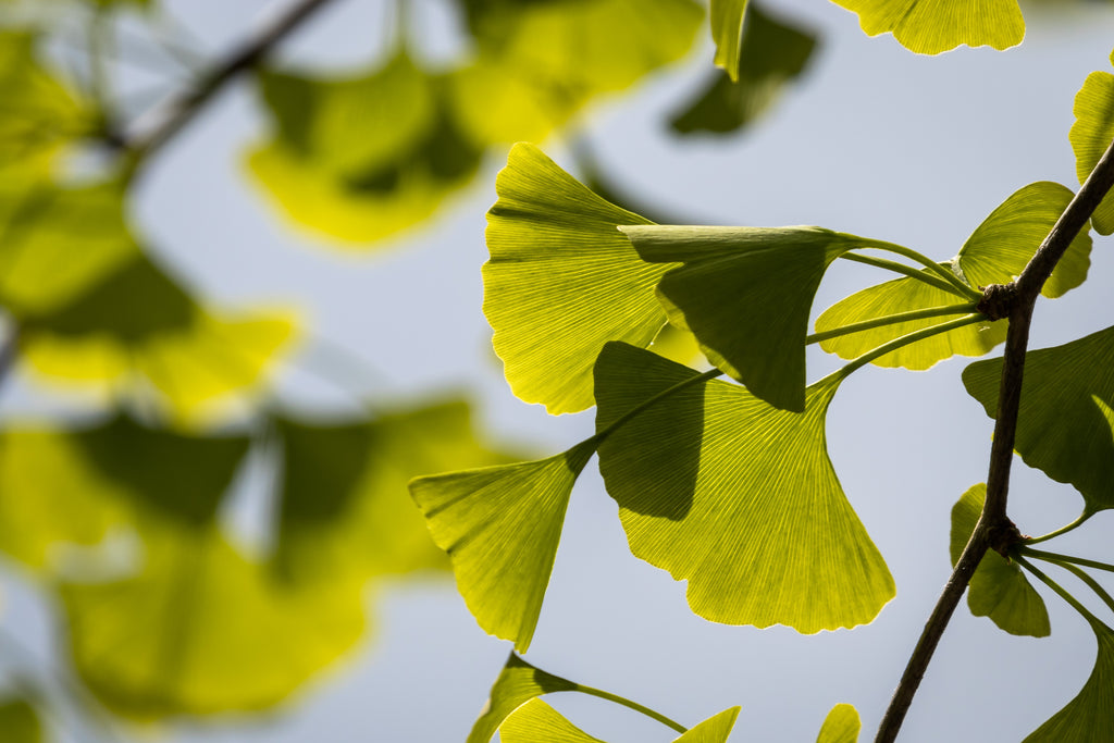 Ginkgo Biloba: The Ancient Tree With Healing Powers