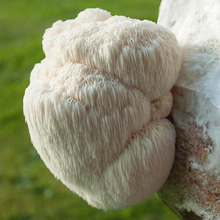 What Is Lion's Mane? A Smart Mushroom Choice For Memory, Mood And Clarity